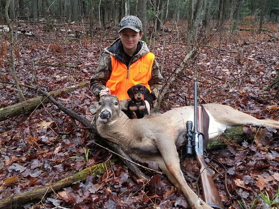 dachshund hunting deer